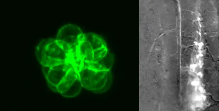 Cell imaging